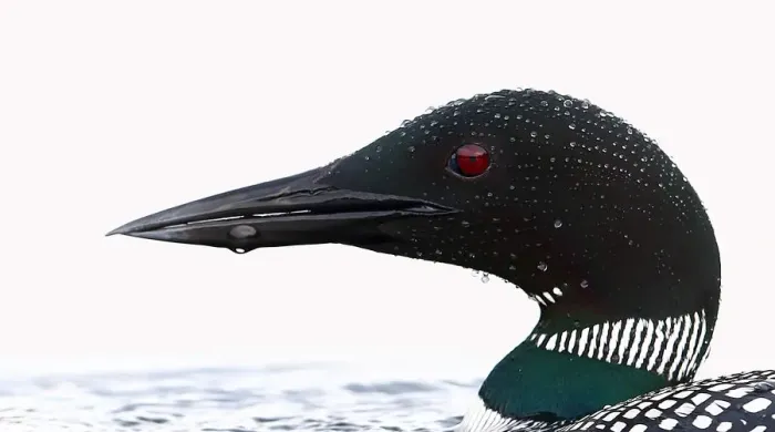 Framed Print : Common loon (Gavia immer) water drops Framed Print : Common loon (Gavia immer) water drops