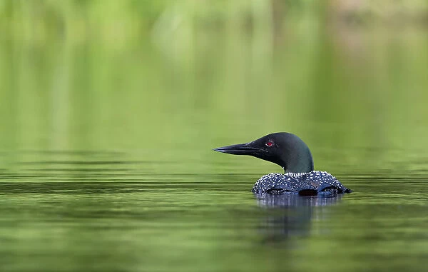 Common loon and green water