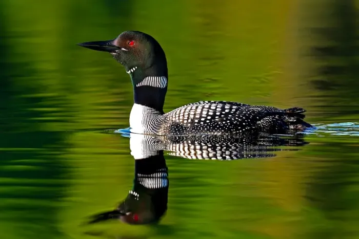 Framed Print : Common loon in green water Framed Print : Common loon in green water