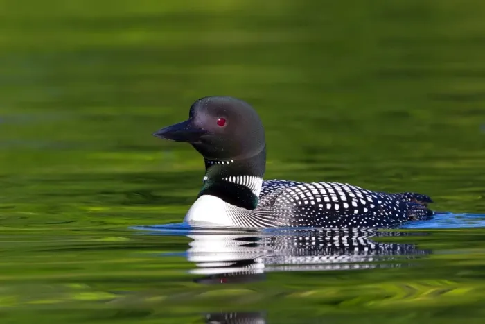 Framed Print : Common loon in green water Framed Print : Common loon in green water