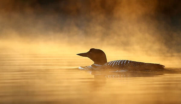Common loon in the mist