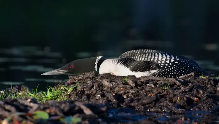Framed Print : Common loon on nest (Gavia immer) Framed Print : Common loon on nest (Gavia immer)