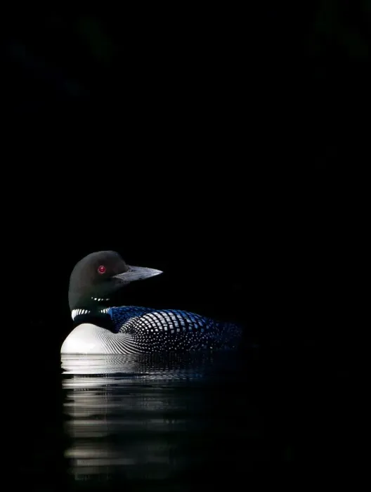 Framed Print : Common loon in shadows Framed Print : Common loon in shadows