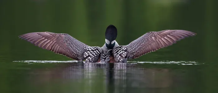 Framed Print : Wings. Common loon stretches her wings