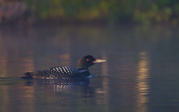 Common loon in summer