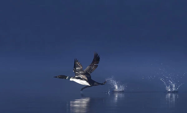 Common loon taking flight