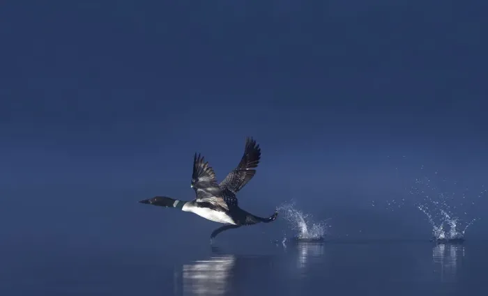 Framed Print : Common loon taking flight