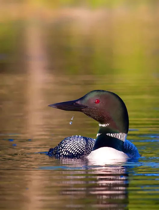 Framed Print : Common loon with water drop Framed Print : Common loon with water drop