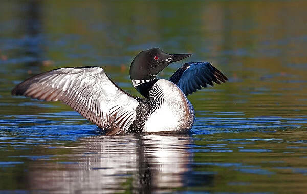 Common loon wing stretch