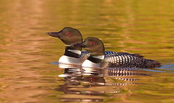 Two Common loons