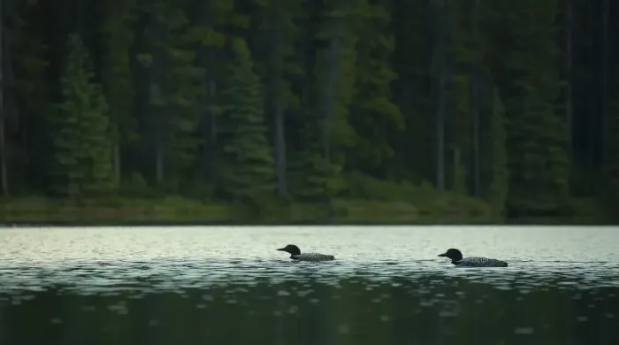 Framed Print : Common Loons Framed Print : Common Loons