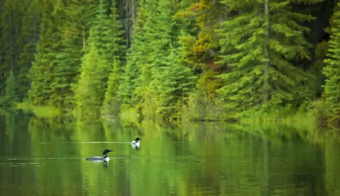 Framed Print : Common Loons Framed Print : Common Loons