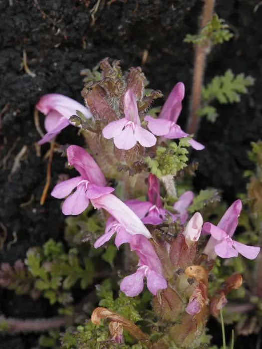 Framed Print : Common Lousewort (Pedicularis sylvatica), Connemara, County Galway, Republic of Ireland, Europe Framed Print : Common Lousewort (Pedicularis sylvatica), Connemara, County Galway, Republic of Ireland, Europe