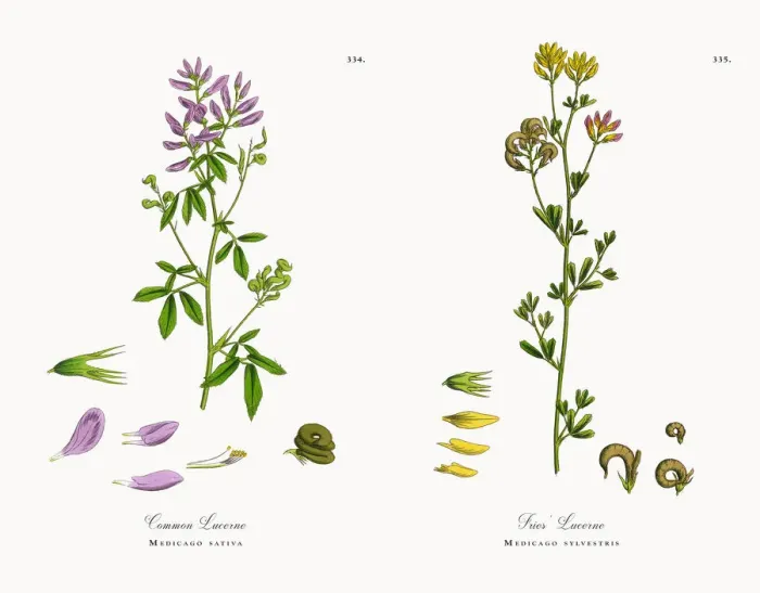 Framed Print : Common Lucerne, Medicago sativa, Victorian Botanical Illustration, 1863 Framed Print : Common Lucerne, Medicago sativa, Victorian Botanical Illustration, 1863