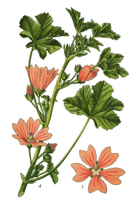 Framed Print : common mallow, cheeses, high mallow, tall mallow Framed Print : common mallow, cheeses, high mallow, tall mallow