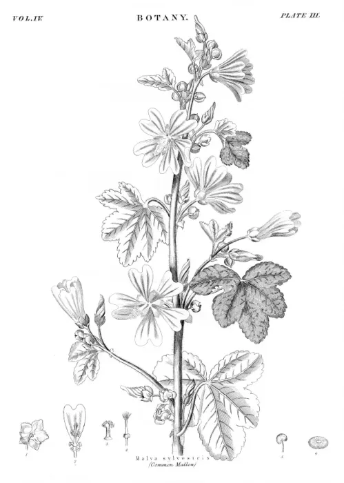 Framed Print : Common Mallow engraving 1878 Framed Print : Common Mallow engraving 1878