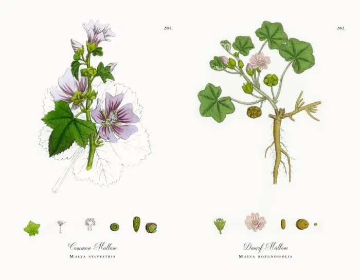 Framed Print : Common Mallow, Malva sylvestria, Victorian Botanical Illustration, 1863 Framed Print : Common Mallow, Malva sylvestria, Victorian Botanical Illustration, 1863
