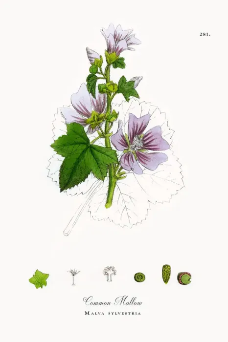 Framed Print : Common Mallow, Malva sylvestria, Victorian Botanical Illustration, 1863 Framed Print : Common Mallow, Malva sylvestria, Victorian Botanical Illustration, 1863