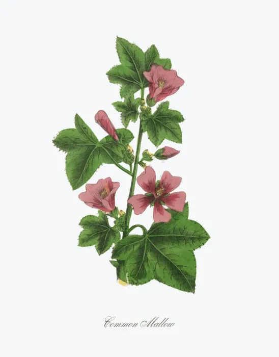 Framed Print : Common Mallow Victorian Botanical Illustration Framed Print : Common Mallow Victorian Botanical Illustration