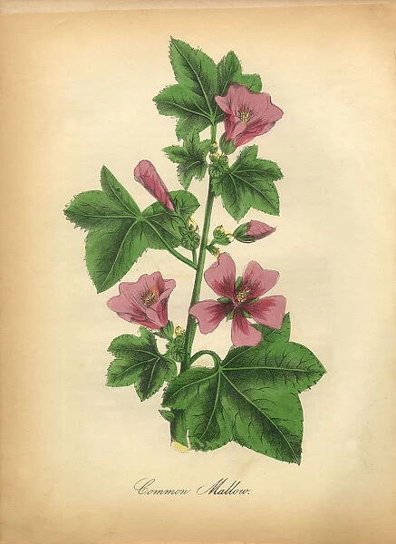 Common Mallow Victorian Botanical Illustration