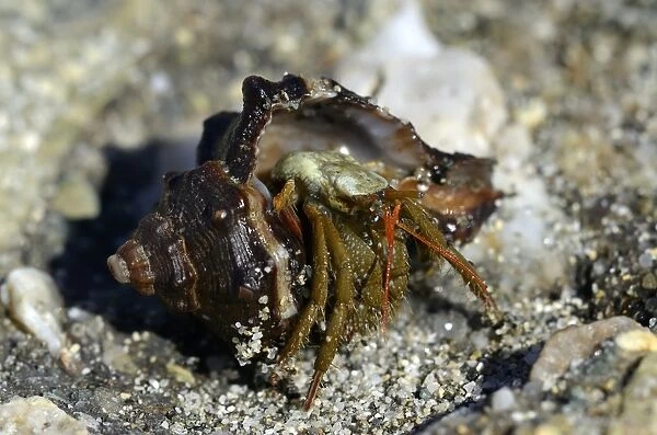 Common Marine Hermit Crab -Pagurus bernhardus- coming out of shell, coast near Aleria, Corsica, France, Europe