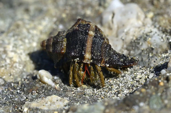 Common Marine Hermit Crab -Pagurus bernhardus-, on the coast near Aleria, Corsica, France, Europe