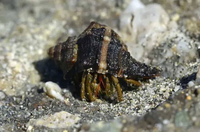 Framed Print : Common Marine Hermit Crab -Pagurus bernhardus-, on the coast near Aleria, Corsica, France, Europe
