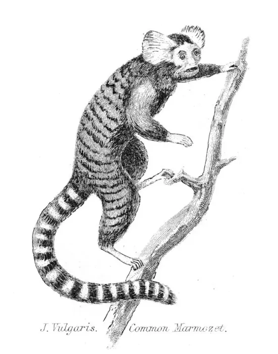 Framed Print : Common Marmoset illustration 1803 Framed Print : Common Marmoset illustration 1803