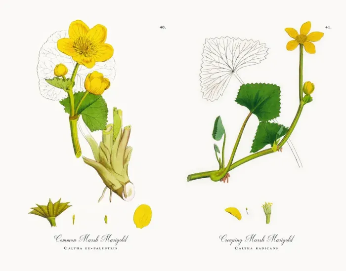 Framed Print : Common Marsh Marigold, Caltha eu-palustris, Victorian Botanical Illustration, 1863