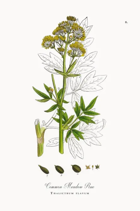Framed Print : Common Meadow Rue, Thalictrum flavum, Victorian Botanical Illustration, 1863 Framed Print : Common Meadow Rue, Thalictrum flavum, Victorian Botanical Illustration, 1863