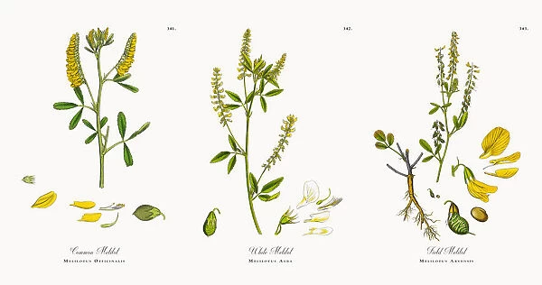 Common Melilot, Melilotus Officinalis, Victorian Botanical Illustration, 1863