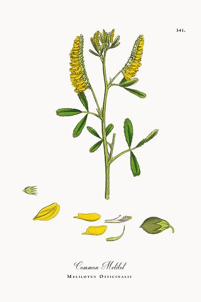 Common Melilot, Melilotus Officinalis, Victorian Botanical Illustration, 1863