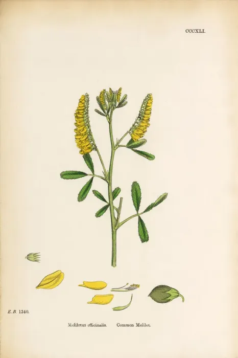 Framed Print : Common Melilot, Melilotus Officinalis, Victorian Botanical Illustration, 1863 Framed Print : Common Melilot, Melilotus Officinalis, Victorian Botanical Illustration, 1863