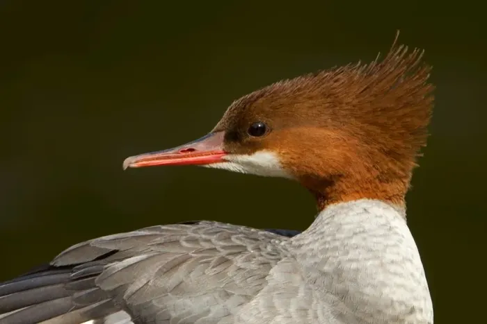 Framed Print : Common Merganser Framed Print : Common Merganser