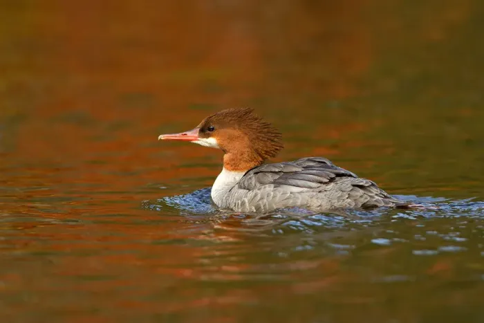 Framed Print : Common Merganser Framed Print : Common Merganser