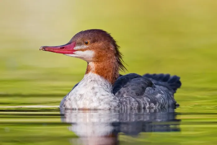 Framed Print : Common Merganser Framed Print : Common Merganser