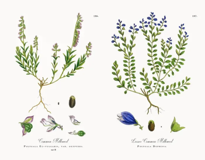 Framed Print : Common Milkwort, Polygala Eu-vulgaris, Victorian Botanical Illustration, 1863 Framed Print : Common Milkwort, Polygala Eu-vulgaris, Victorian Botanical Illustration, 1863