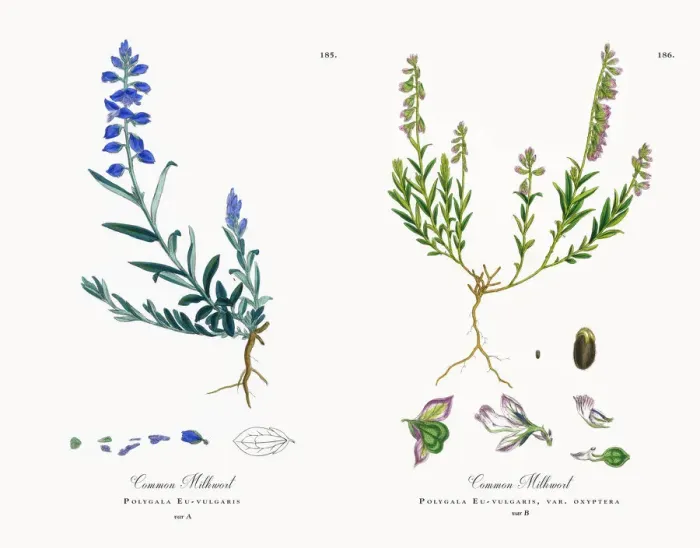 Framed Print : Common Milkwort, Polygala Eu-vulgaris, Victorian Botanical Illustration, 1863 Framed Print : Common Milkwort, Polygala Eu-vulgaris, Victorian Botanical Illustration, 1863