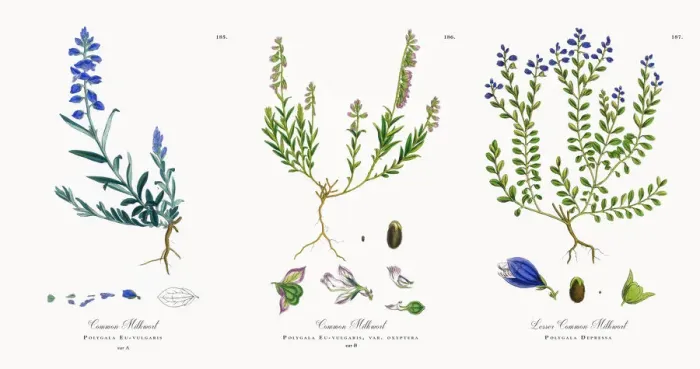 Framed Print : Common Milkwort, Polygala Eu-vulgaris, Victorian Botanical Illustration, 1863 Framed Print : Common Milkwort, Polygala Eu-vulgaris, Victorian Botanical Illustration, 1863