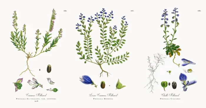Framed Print : Common Milkwort, Polygala Eu-vulgaris, Victorian Botanical Illustration, 1863 Framed Print : Common Milkwort, Polygala Eu-vulgaris, Victorian Botanical Illustration, 1863