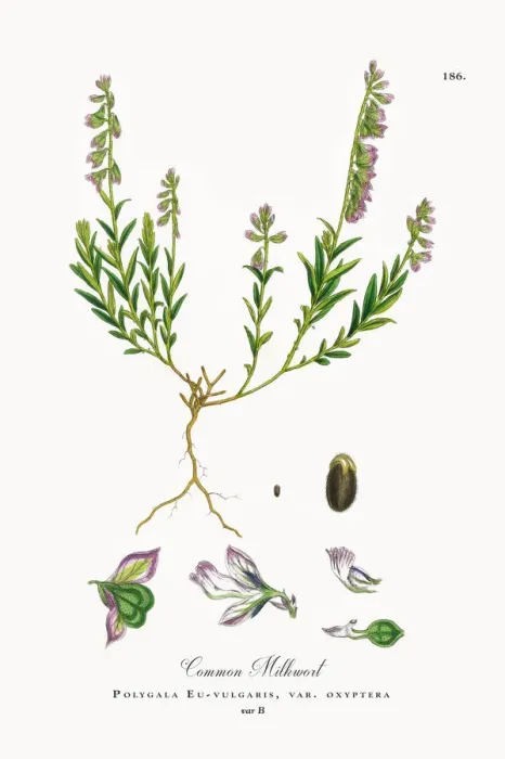Framed Print : Common Milkwort, Polygala Eu-vulgaris, Victorian Botanical Illustration, 1863 Framed Print : Common Milkwort, Polygala Eu-vulgaris, Victorian Botanical Illustration, 1863
