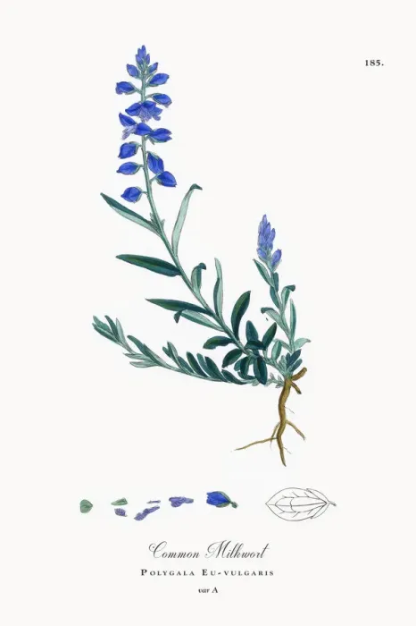 Framed Print : Common Milkwort, Polygala Eu-vulgaris, Victorian Botanical Illustration, 1863