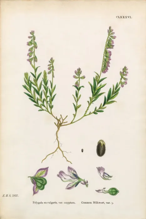 Framed Print : Common Milkwort, Polygala Eu-vulgaris, Victorian Botanical Illustration, 1863 Framed Print : Common Milkwort, Polygala Eu-vulgaris, Victorian Botanical Illustration, 1863