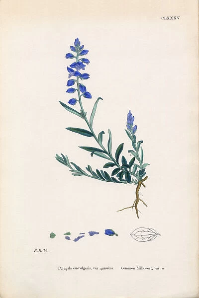 Common Milkwort, Polygala Eu-vulgaris, Victorian Botanical Illustration, 1863