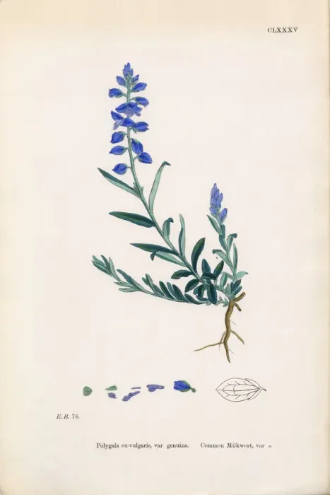 Framed Print : Common Milkwort, Polygala Eu-vulgaris, Victorian Botanical Illustration, 1863 Framed Print : Common Milkwort, Polygala Eu-vulgaris, Victorian Botanical Illustration, 1863