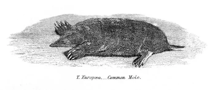 Framed Print : Common mole engraving 1803 Framed Print : Common mole engraving 1803