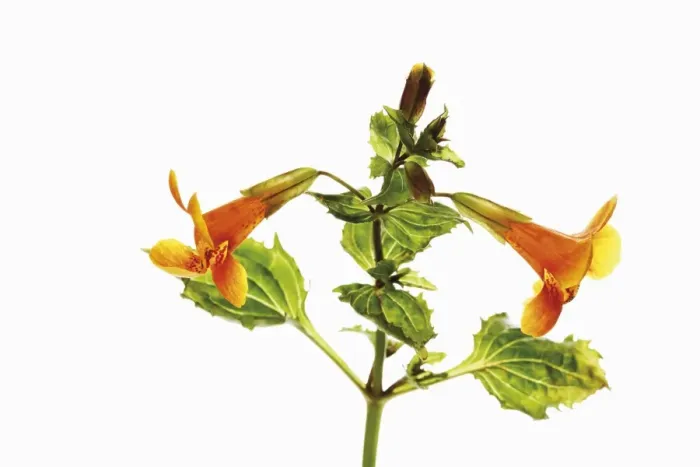 Framed Print : Common monkey-flower (Mimulus guttatus) Framed Print : Common monkey-flower (Mimulus guttatus)