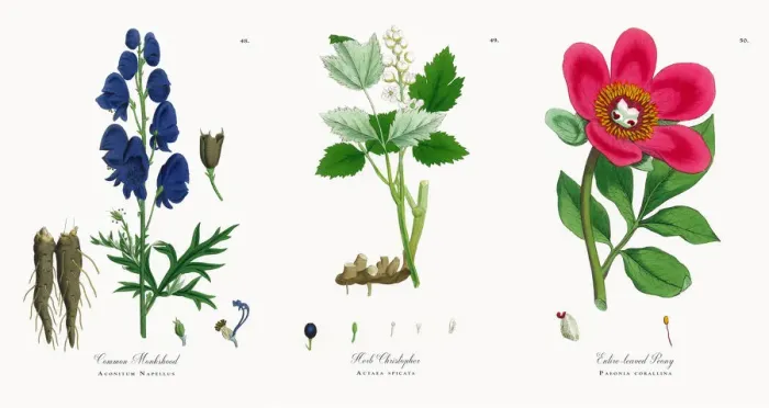 Framed Print : Common Monkshood, Aconitum Napellus, Victorian Botanical Illustration, 1863 Framed Print : Common Monkshood, Aconitum Napellus, Victorian Botanical Illustration, 1863