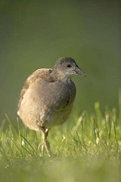 Common Moorhen or Common Gallinule (Gallinula chloropus), young, wandering through grass in search of food