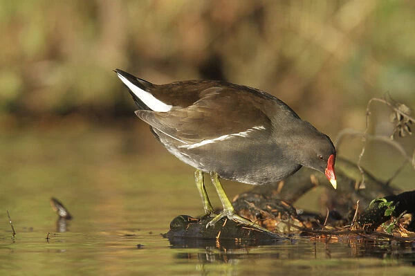 Common Moorhen (Gallinula chloropus), searching for food on the waters edge, in the evening light